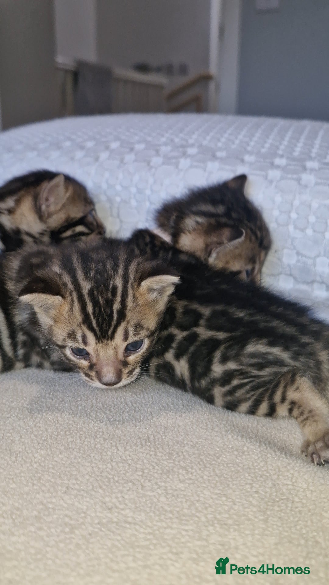 Bengal cats for sale: Pedigree Health Tested TICA Bengal Kittens - Image 25