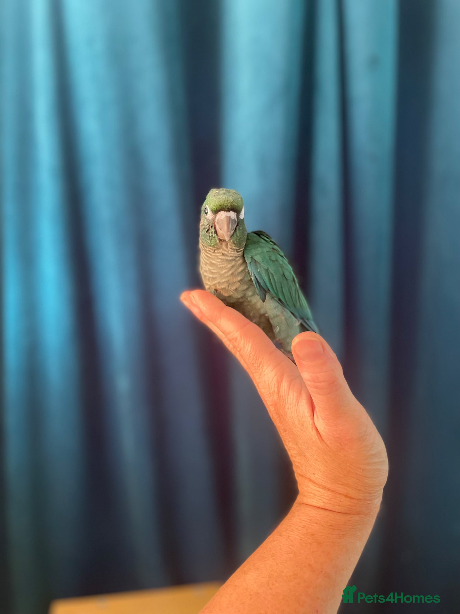 Conures birds Baby mutation green cheeked conure - Advert 2