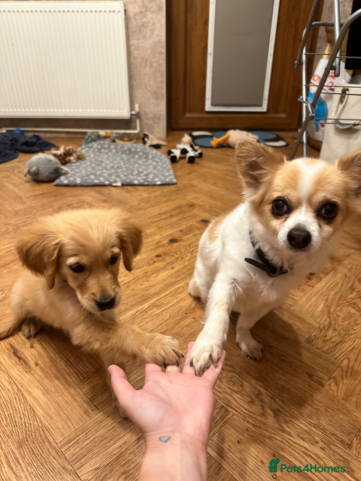 Chihuahua dogs for sale: Old boy REHOME required in Ilminster - Advert 4