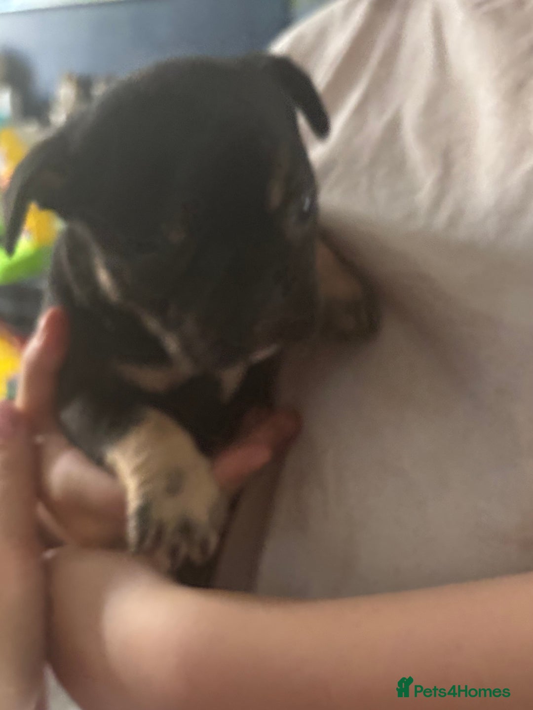 French Bulldog dogs for sale: French bulldog puppies  - Image 18