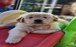 Golden Retriever dogs for sale: 7 Litter Of Golden Retrevier Pups Ready Now. - Image 6