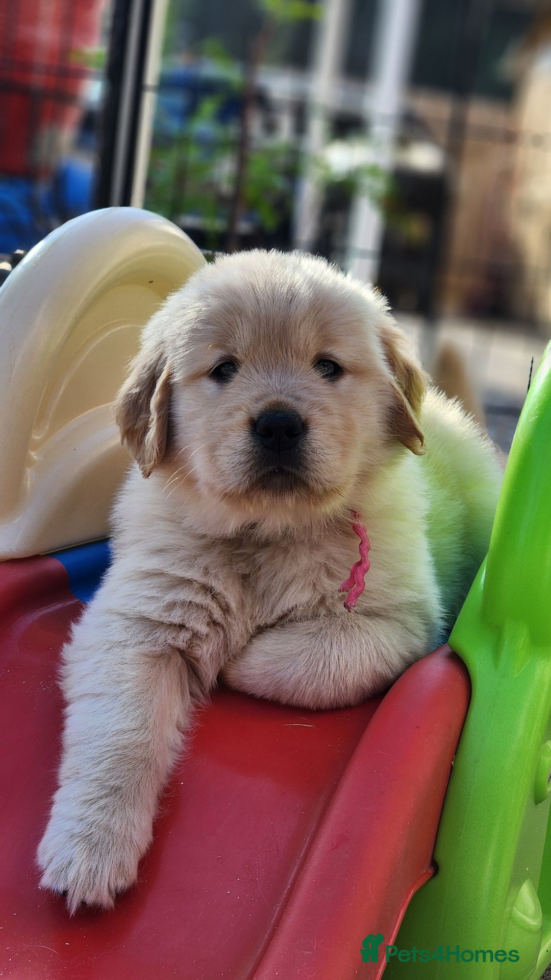 Golden Retriever dogs for sale: 7 Litter Of Golden Retrevier Pups Ready Now. - Image 6