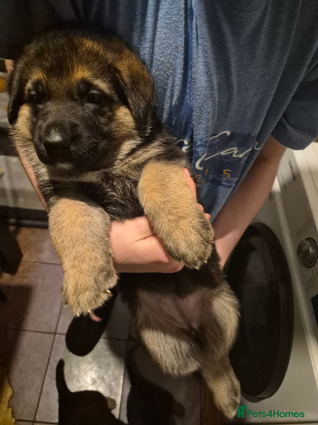 German Shepherd dogs for sale: 8 beautiful GSD puppies for sale  - Advert 14