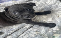 Staffordshire Bull Terrier dogs for sale: Sold  - Image 7