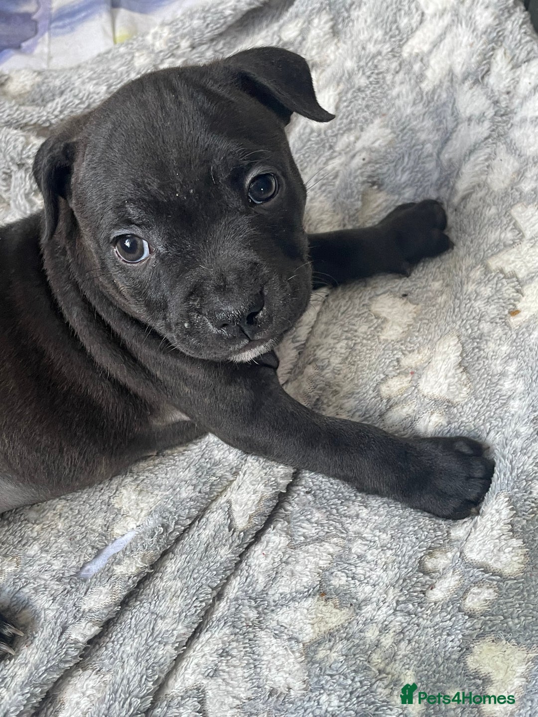 Staffordshire Bull Terrier dogs for sale: Sold  - Image 7