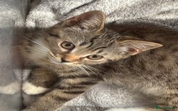 Mixed Breed cats for sale: 2 lovely boys available  - Image 6
