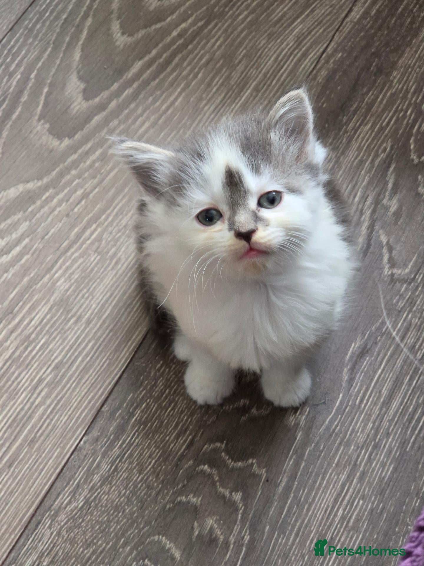 Mixed Breed cats Gorgeous Main Cooon-Persian Mix Kittens  - Advert 1