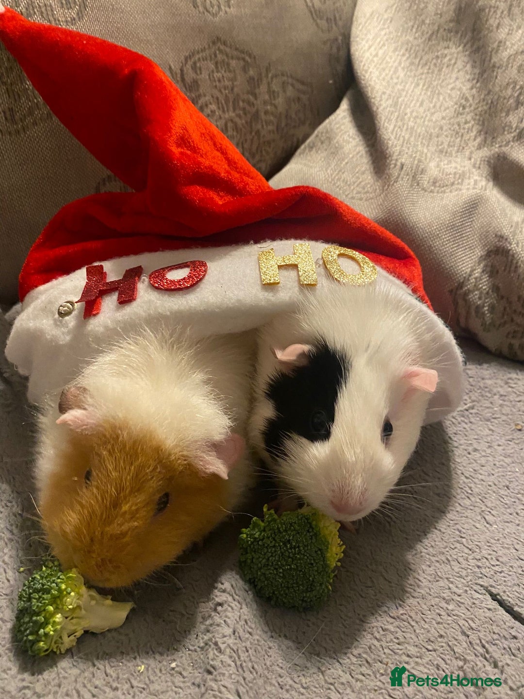 Guinea Pig rodents for sale: 2 guineapigs female with cage - Advert 4