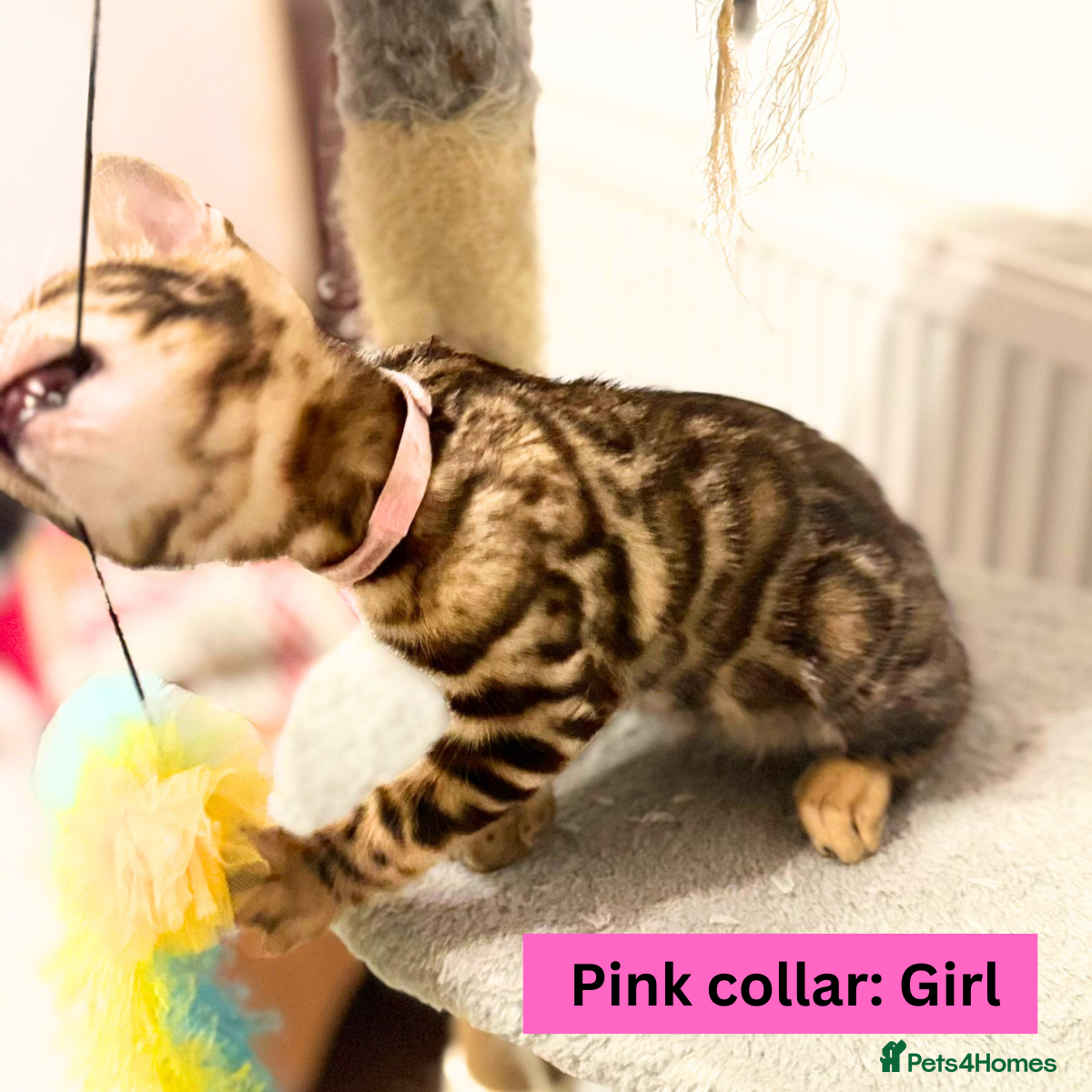 Bengal cats for sale: Luxury 5-Generation-Pedigree Bengal Kittens - Advert 15