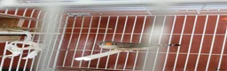 Finches birds for sale: Proven breeding pair of exibition finches - Advert 4