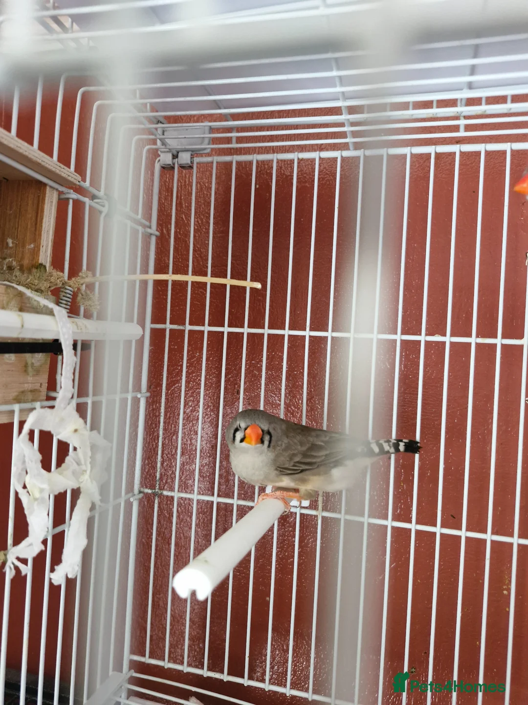 Finches birds for sale: Proven breeding pair of exibition finches - Advert 4