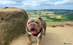 English Bulldog dogs for sale: English bulldog puppies  - Advert 16