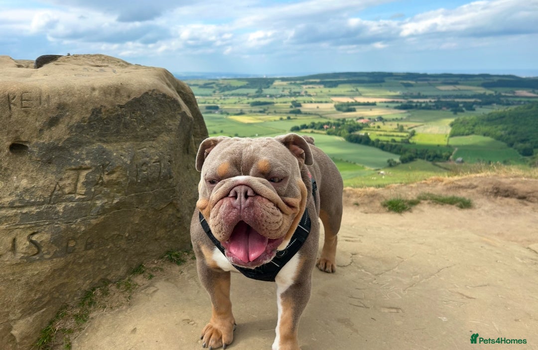 English Bulldog dogs for sale: English bulldog puppies  - Advert 16