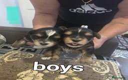 Yorkshire Terrier dogs for sale: Yorkshire Terrier pups - Image 3