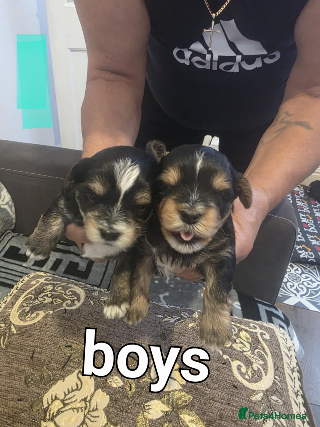 Yorkshire Terrier dogs for sale: Yorkshire Terrier pups - Image 3