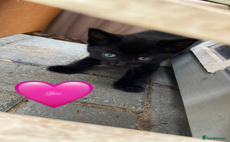 Domestic Shorthair cats - Advert 6