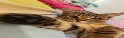 Mixed Breed cats for sale: Beautiful tiger boy - Advert 5