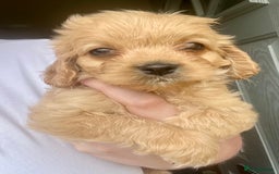 Mixed Breed dogs for sale: Last 2 puppies!  🩷 Maltipoo x Cockapoo puppies - Image 16
