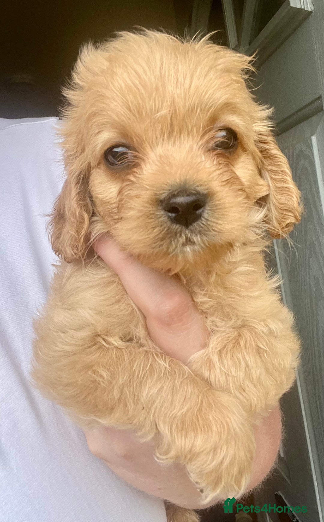 Mixed Breed dogs for sale: Last 2 puppies!  🩷 Maltipoo x Cockapoo puppies - Image 16
