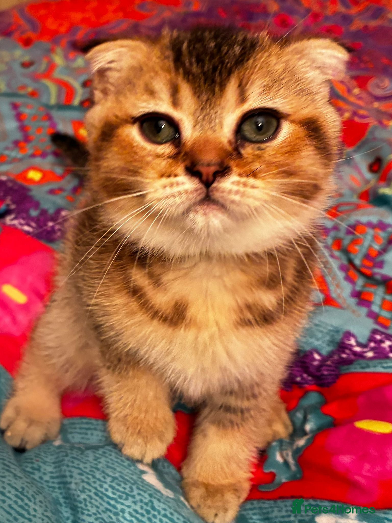 Scottish Fold cats 3 Scottish Fold Kittens for sale - Advert 7