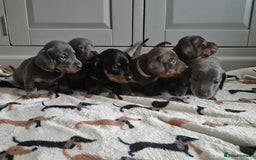 Miniature Dachshund dogs for sale: Miniature Dachshunds - Image 1