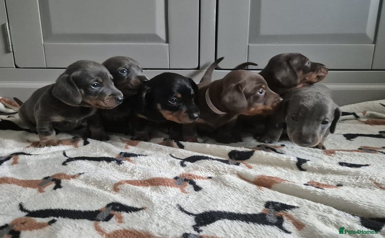 Miniature Dachshund dogs - Advert 4