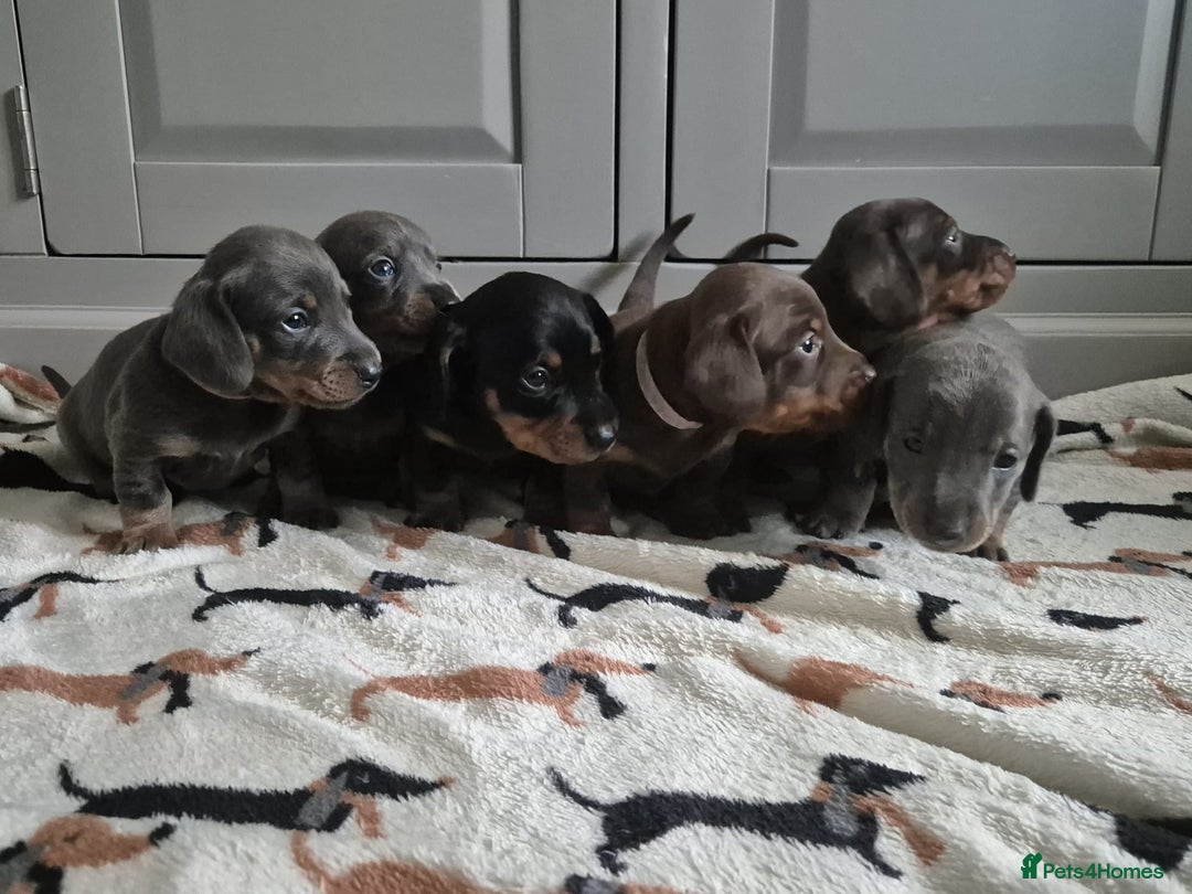 Miniature Dachshund dogs for sale: Miniature Dachshunds - Image 1