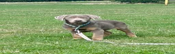 Labrador Retriever dogs for sale: Big beautiful chunky Labrador puppies - Advert 2