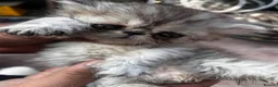 Persian cats for sale: Pure  **  Persian Kittens  in Birmingham - Advert 10