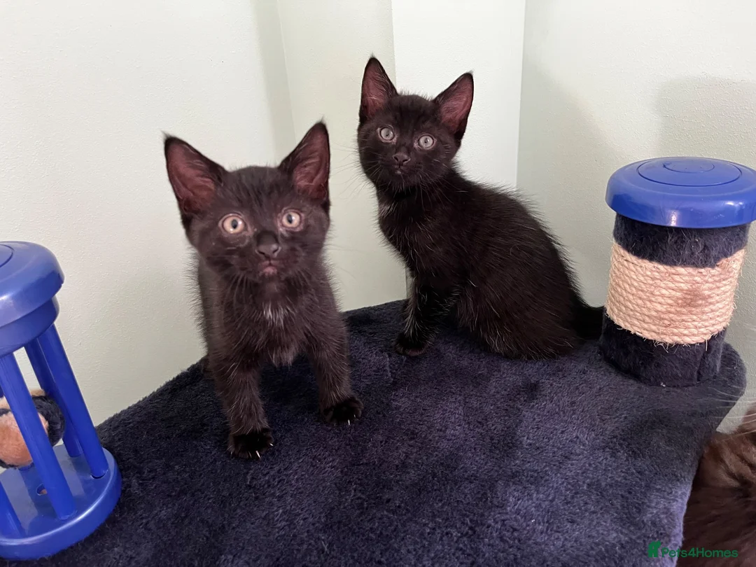 Mixed Breed cats for sale: Beautiful 8 week kittens - Advert 1