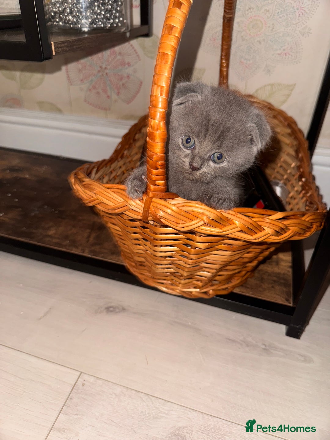 British Shorthair cats for sale: British kitten for sale - Image 1