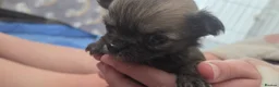 Chihuahua dogs for sale: Three Amigos - Longhaired Chihuahua Male Pups  - Advert 40