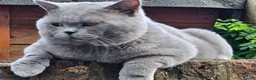 British Shorthair cats for sale: British short hair kitten  - Advert 2