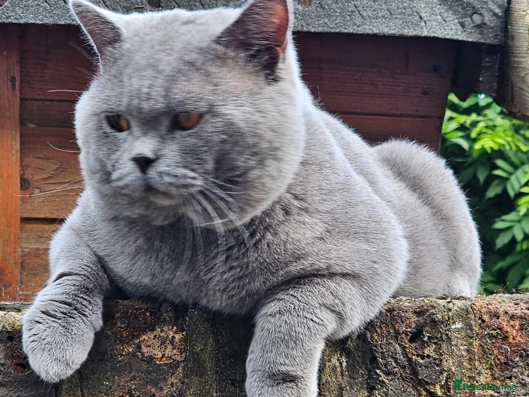 British Shorthair cats for sale: British short hair kitten  - Advert 2