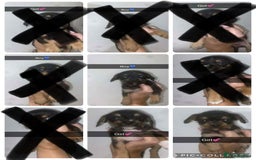 Mixed Breed dogs for sale: Dachshund x Jack Russell  - Image 2