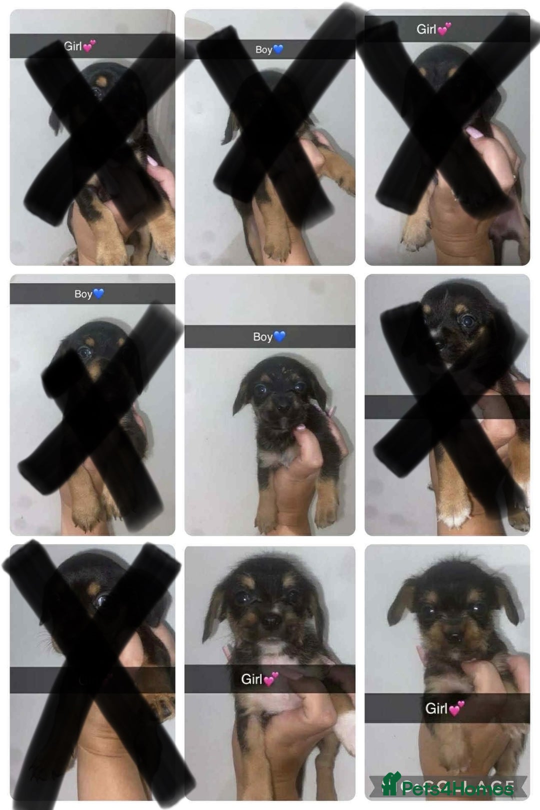 Mixed Breed dogs for sale: Dachshund x Jack Russell  - Image 2