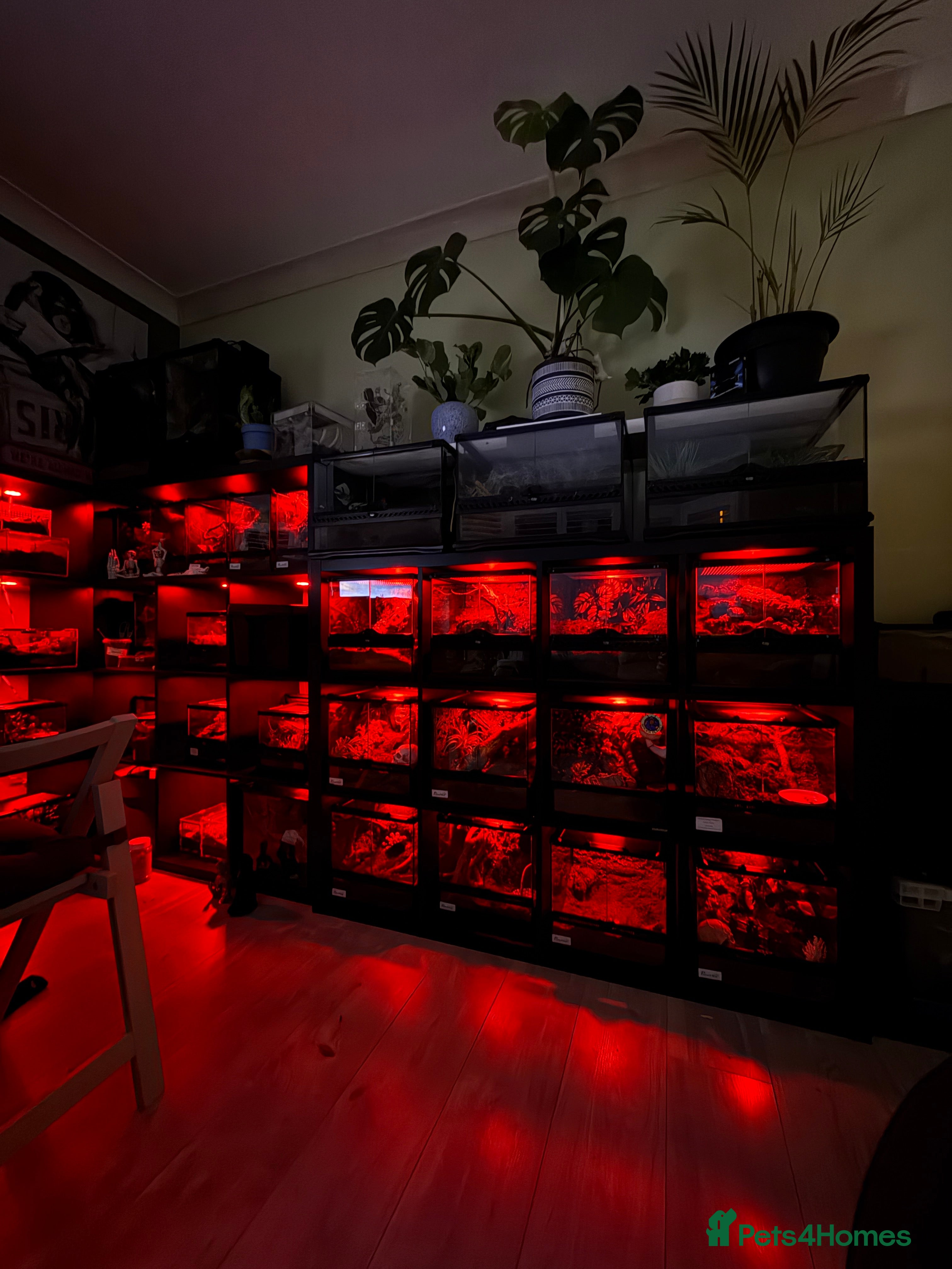 Tarantulas invertebrates Tarantulas wanted - Advert 4