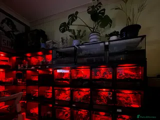 Tarantulas invertebrates Tarantulas wanted - Advert 4