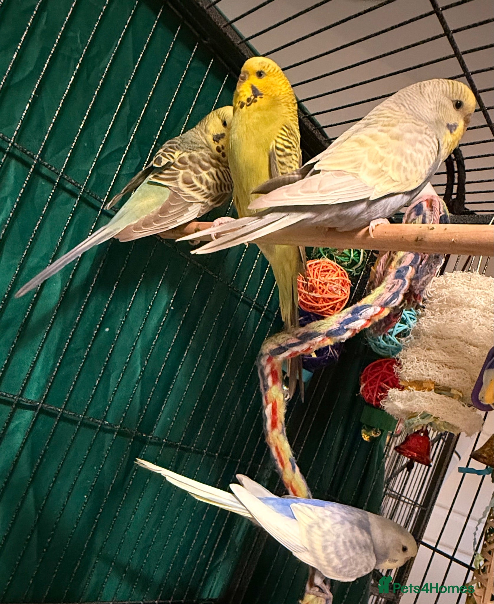 Budgerigars birds young  budgies available males & female young  - Advert 1