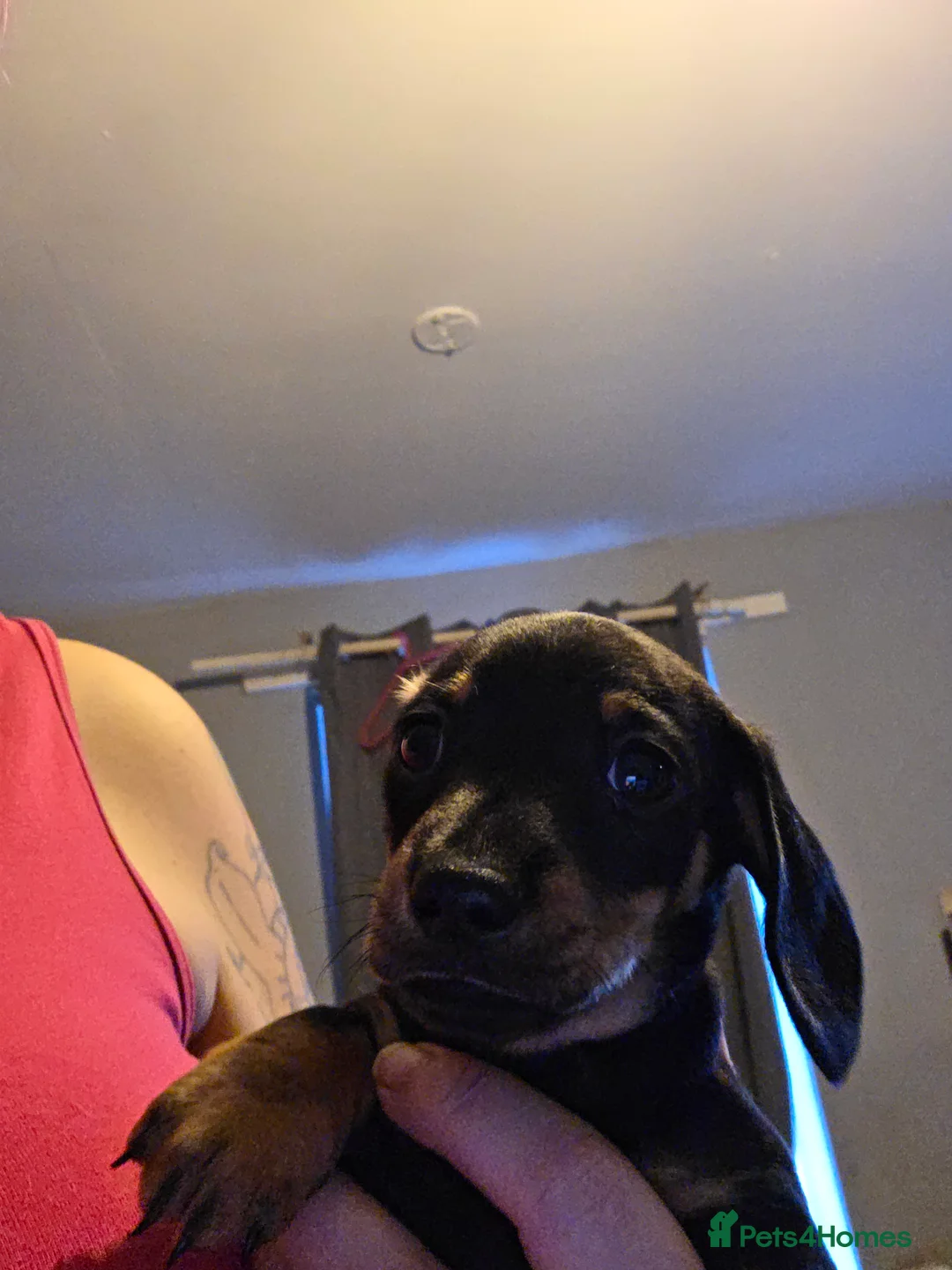 Dachshund dogs for sale: Smooth miniature dachshund boy for sale  - Advert 5