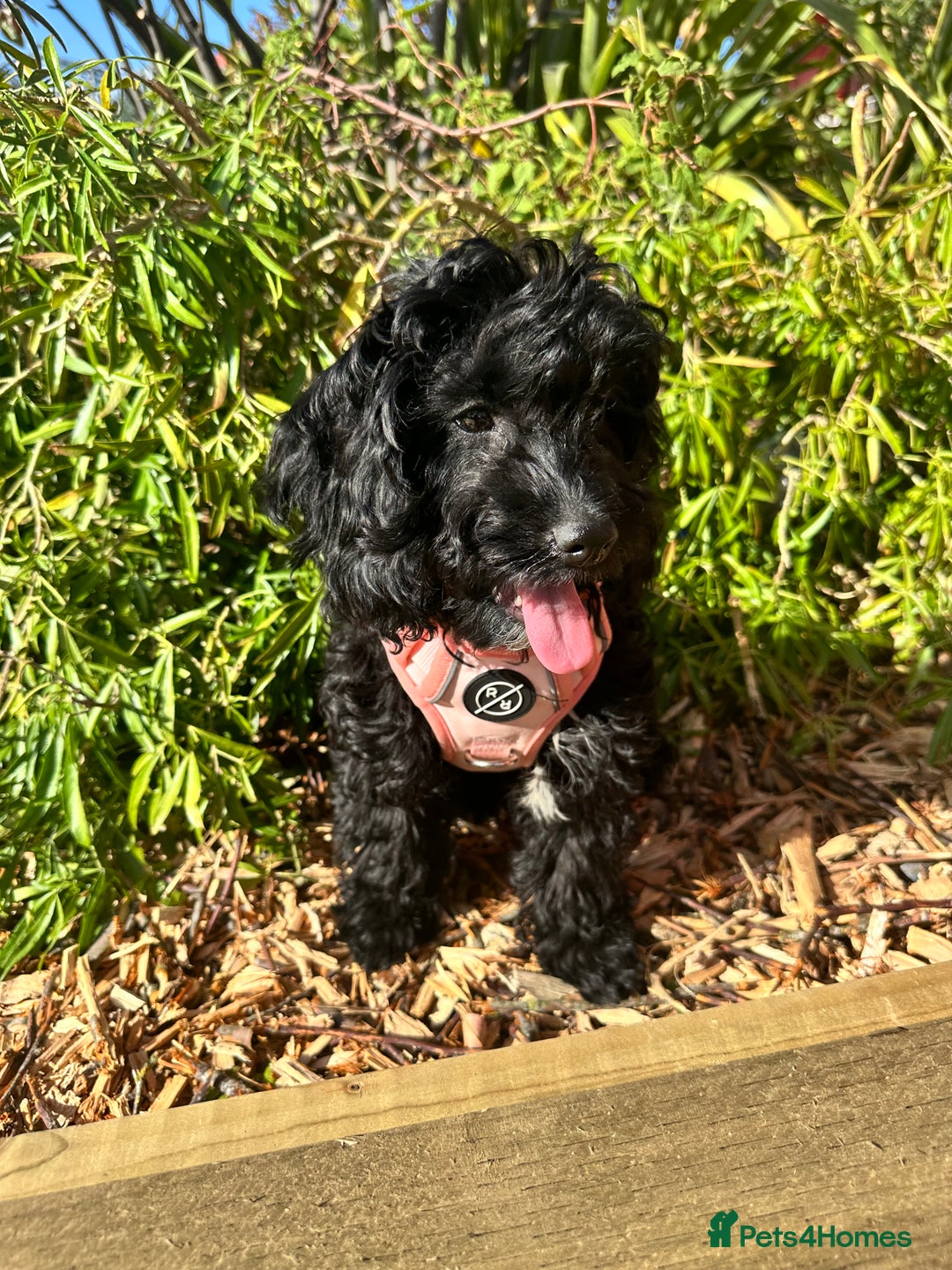 Cockapoo dogs for sale: Female cockapoo 6 months old  - Advert 4