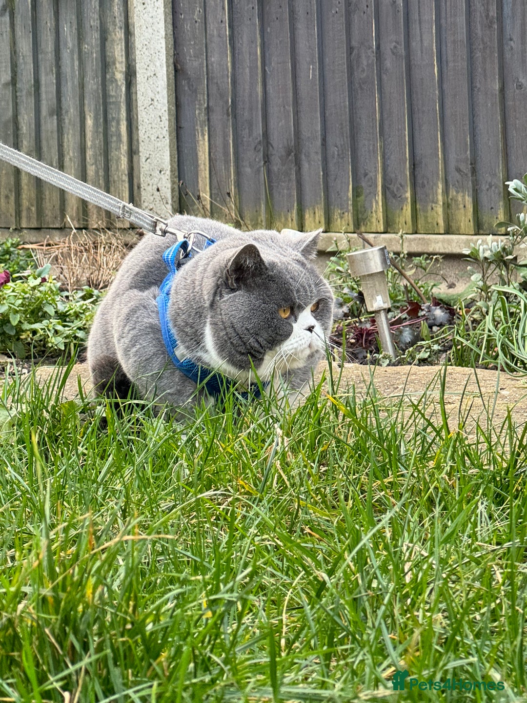 British Shorthair cats for stud: British Shorthair Blue Bicolour male stud duties in Enfield - Advert 6