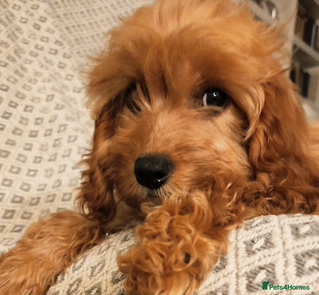 Cavapoo dogs for sale: Toy Cavapoo Puppies Looking for Forever Homes!! - Image 13