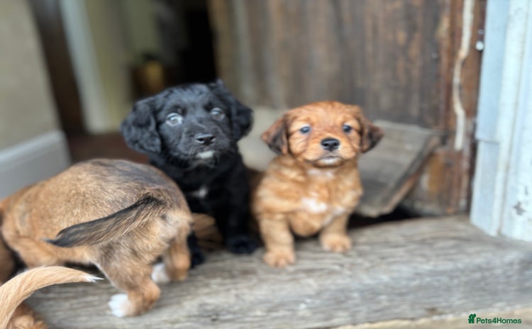 Mixed Breed dogs - Advert 2