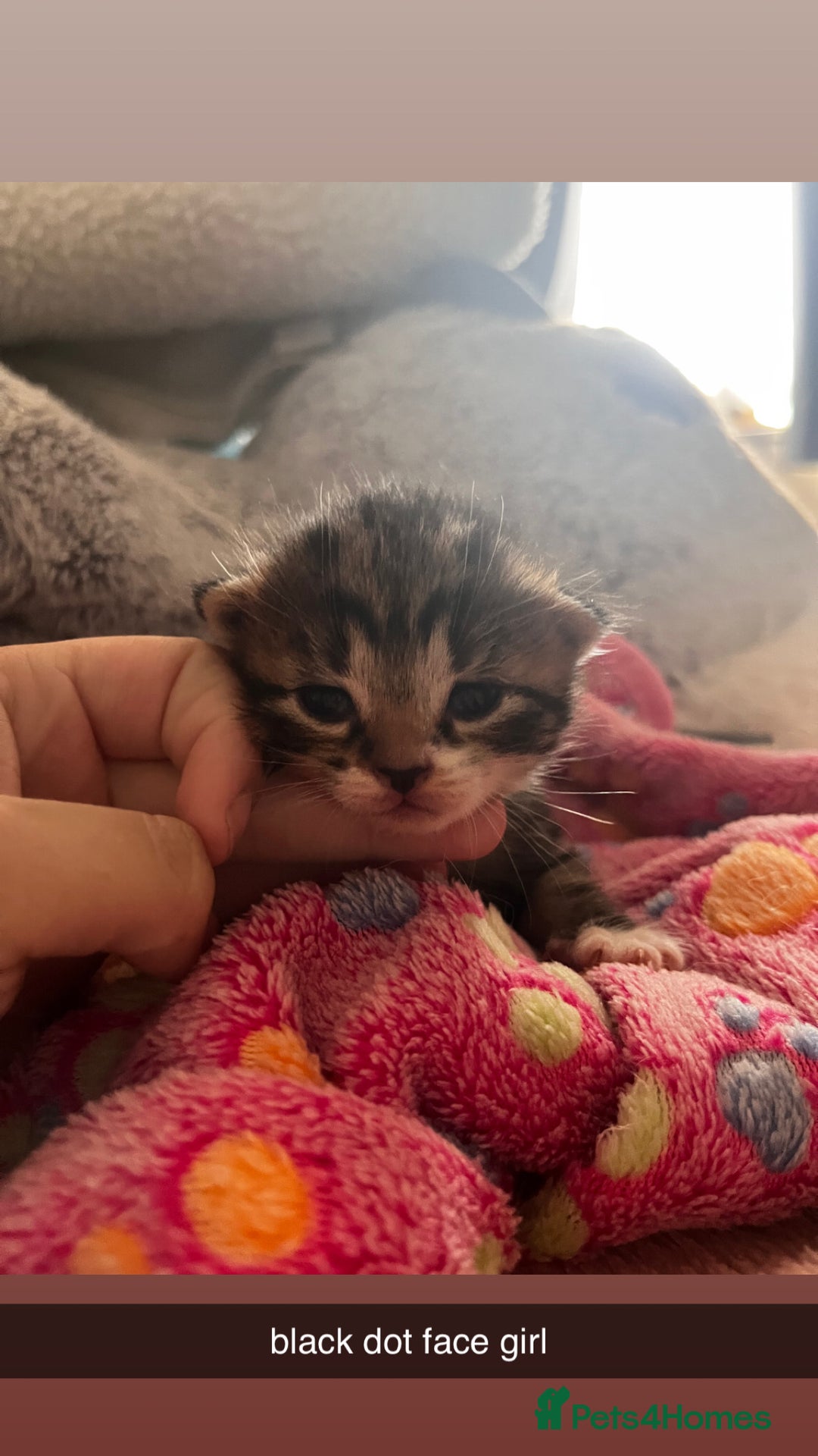 Domestic Shorthair cats for sale: tabby kittens for sale - Image 13