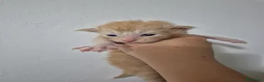 Ginger boy 2