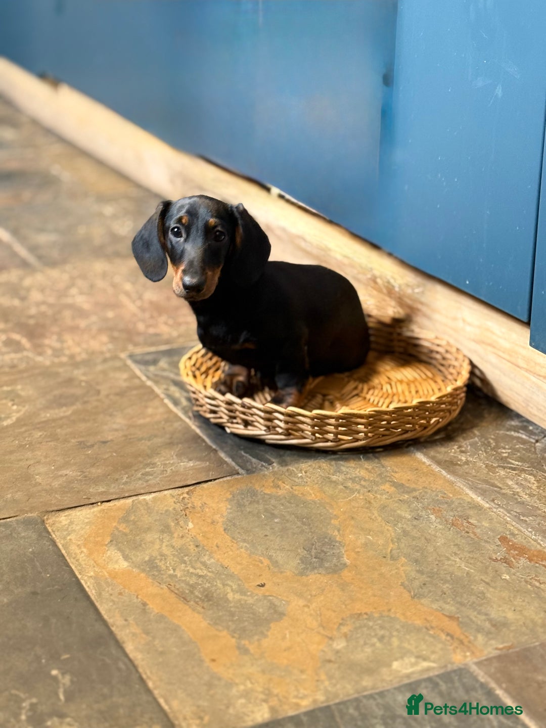 Dachshund dogs for sale: Kc reg first vac chipped licensed bundles of love  - Image 23