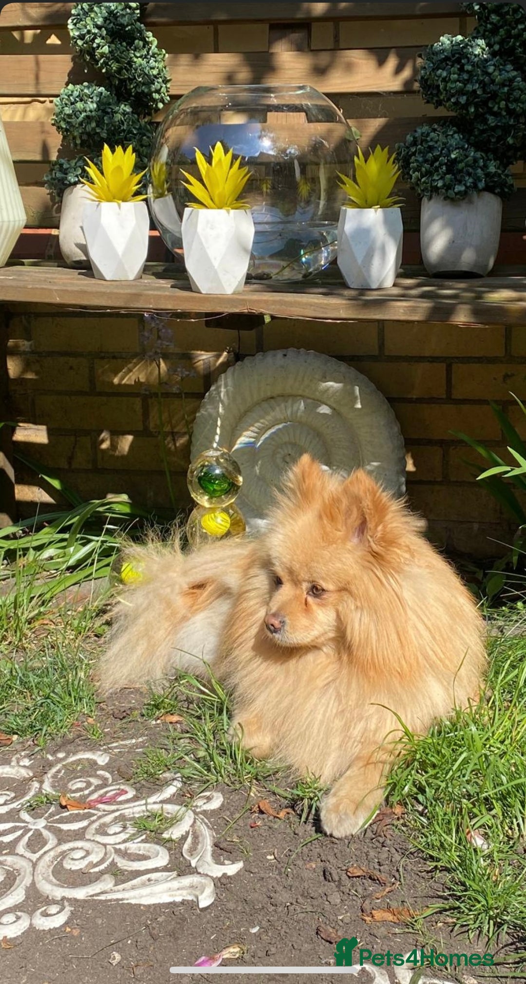 Pomeranian dogs for stud: Purebred Pomeranian for studding - Advert 4