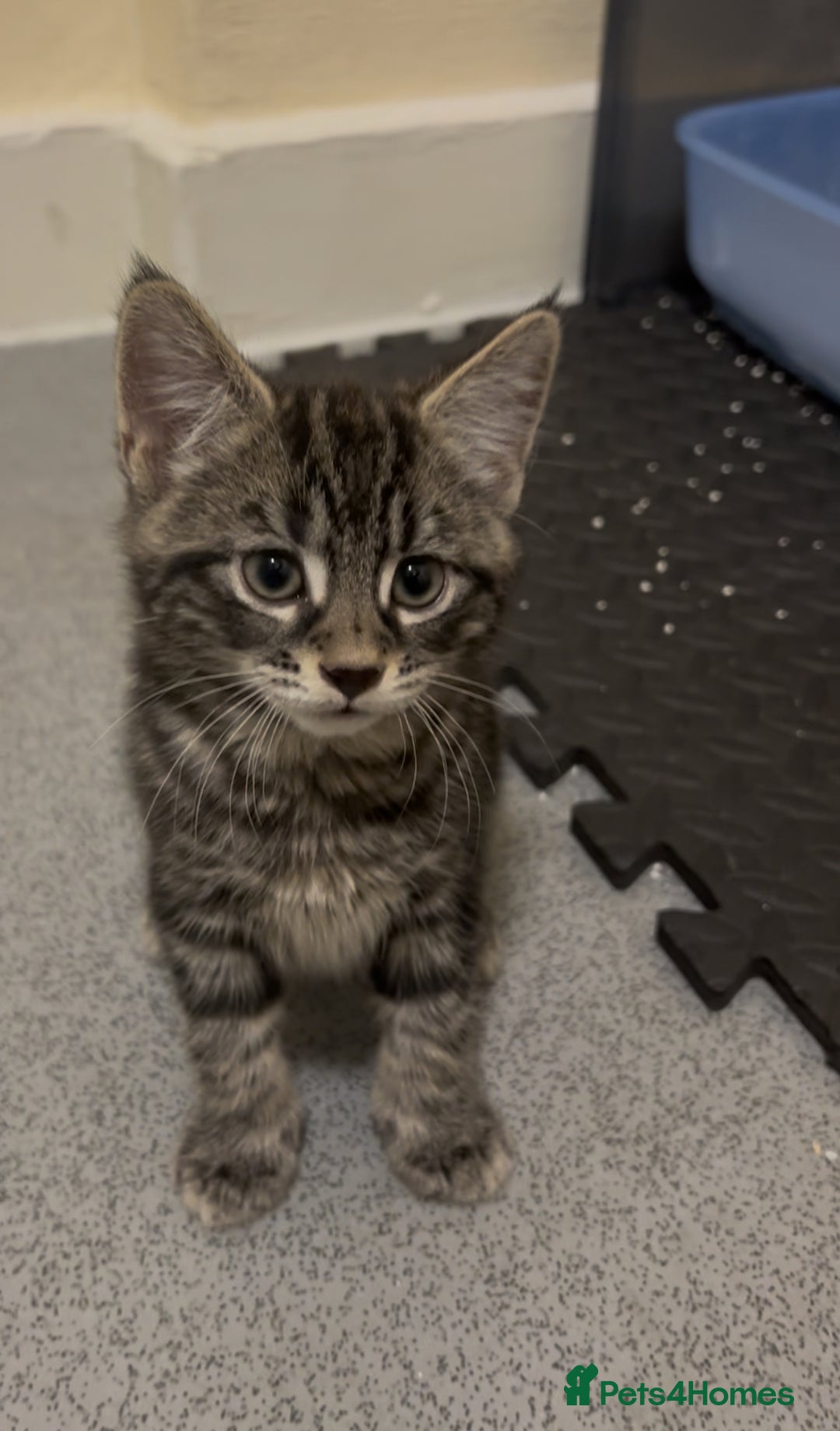 Mixed Breed cats for sale: 2 beautiful playful boys. Stunning tabby markings - Advert 5