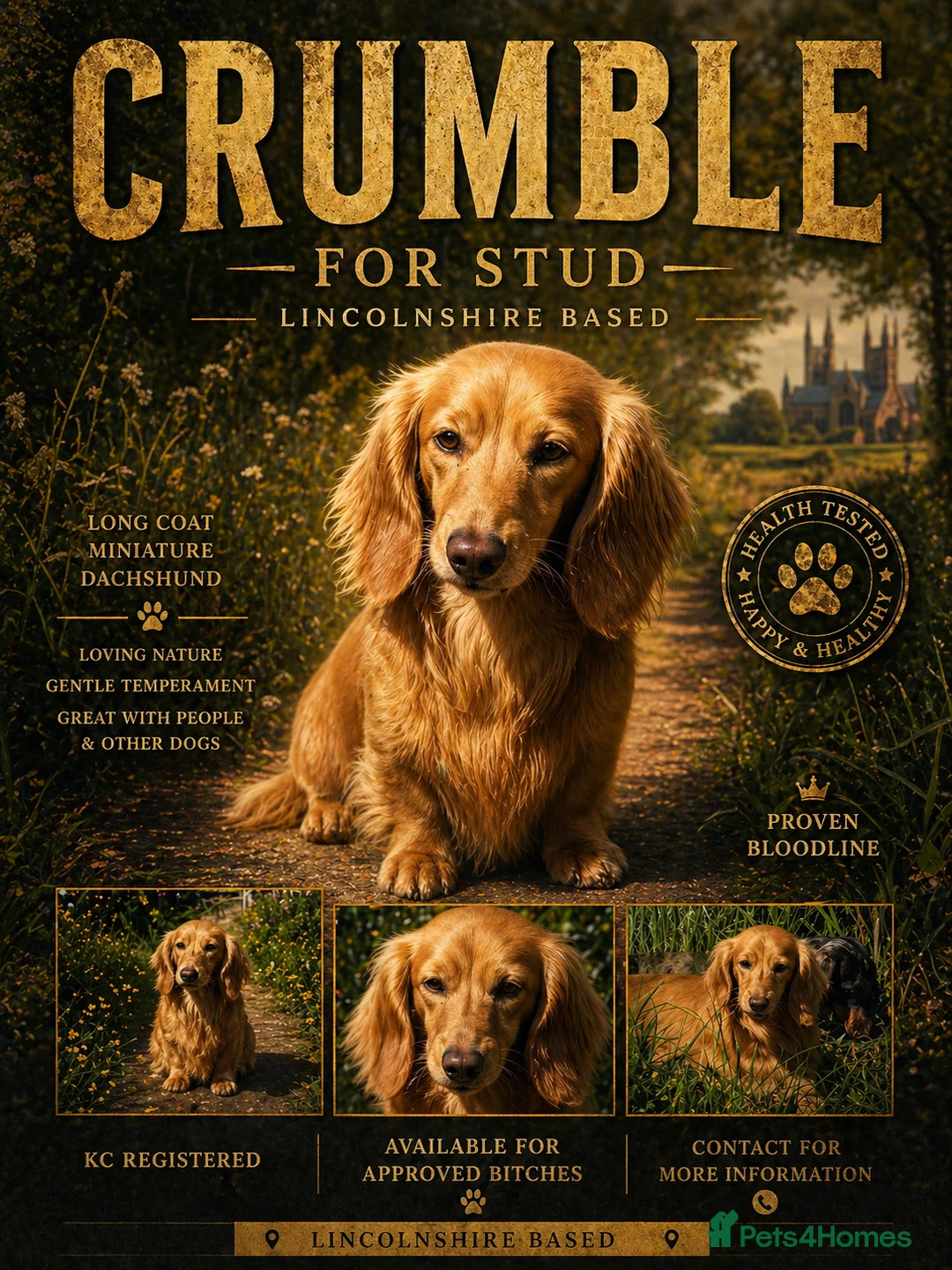 Miniature Dachshund dogs for stud: Crumble for stud  - Advert 1